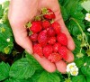 Strawberry Fairy Forest 